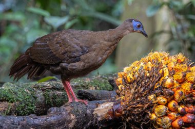 Ender ve endemik dişi Bulwer 'ın sülünü (Lophura bulweri) doğal Bornean yağmur ormanı habitatında bir yağ palmiyesine sahip olarak ele geçirildi.