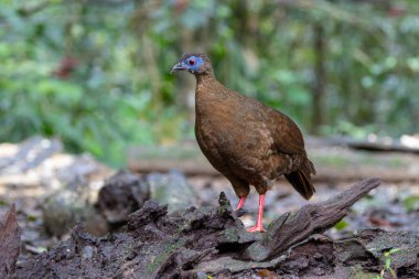 Ender ve endemik dişi Bulwer 'ın sülünü (Lophura bulweri) doğal Bornean yağmur ormanlarında yakalanır..