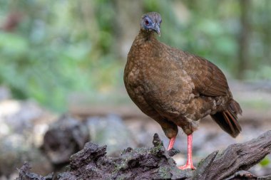 Ender ve endemik dişi Bulwer 'ın sülünü (Lophura bulweri) doğal Bornean yağmur ormanlarında yakalanır..