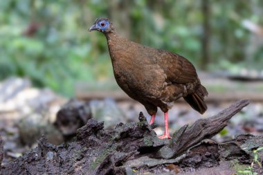 Ender ve endemik dişi Bulwer 'ın sülünü (Lophura bulweri) doğal Bornean yağmur ormanlarında yakalanır..