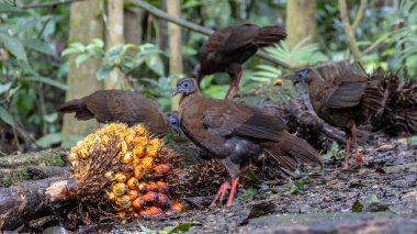 Ender ve endemik dişi Bulwer 'ın sülünü (Lophura bulweri) doğal Bornean yağmur ormanı habitatında bir yağ palmiyesine sahip olarak ele geçirildi.