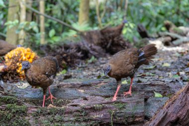 Ender ve endemik dişi Bulwer 'ın sülünü (Lophura bulweri) doğal Bornean yağmur ormanlarında yakalanır..