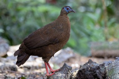 Ender ve endemik dişi Bulwer 'ın sülünü (Lophura bulweri) doğal Bornean yağmur ormanlarında yakalanır..