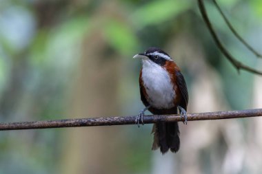 Sabah, Malezya 'da çekilmiş Sunda Scimitar-gevezesinin doğa görüntüsü