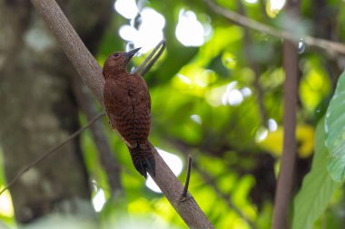 Rufous Woodpecker 'ın doğal hayatı ağaç dalına tünemiş.