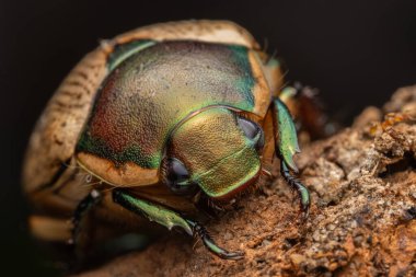 Sabah, Borneo 'da yeşil yapraklı güzel metalik Scarab böceğinin Macro görüntüsü