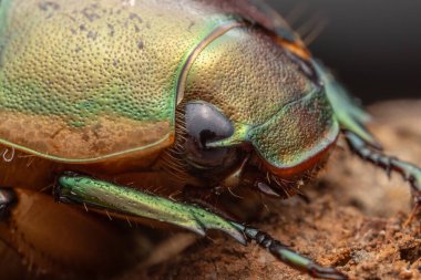Sabah, Borneo 'da yeşil yapraklı güzel metalik Scarab böceğinin Macro görüntüsü