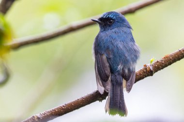 Sabah, Borneo 'daki doğa alışkanlıklarında tünemekte olan Indigo Flycatcher (Eumyias Indigo) olarak bilinen güzel mavi kuş.