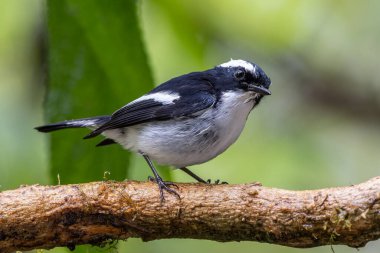 Küçük Pied Flycatcher Borneo 'da bulunan bir ağaç dalına tünemiş.