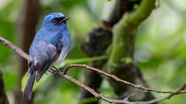 Sabah, Borneo 'daki doğa alışkanlıklarında tünemekte olan Indigo Flycatcher (Eumyias Indigo) olarak bilinen güzel mavi kuş.