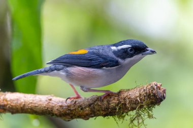 Beyaz kaşlı Shrike-geveze dalda tünemiş tüylerini sergiliyor.