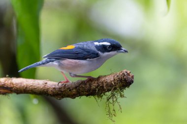 Beyaz kaşlı Shrike-geveze dalda tünemiş tüylerini sergiliyor.