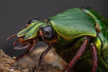 Cetoniinae alt familyasına ait çiçek tırmık böceğinin Marco görüntüsü. Bu alt familyanın bazı türleri meyve ve çiçek toplayıcıları, çiçek böcekleri veya çiçek böcekleri olarak da bilinir.