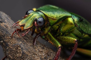 Cetoniinae alt familyasına ait çiçek tırmık böceğinin Marco görüntüsü. Bu alt familyanın bazı türleri meyve ve çiçek toplayıcıları, çiçek böcekleri veya çiçek böcekleri olarak da bilinir.