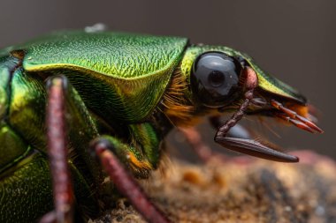 Cetoniinae alt familyasına ait çiçek tırmık böceğinin Marco görüntüsü. Bu alt familyanın bazı türleri meyve ve çiçek toplayıcıları, çiçek böcekleri veya çiçek böcekleri olarak da bilinir.