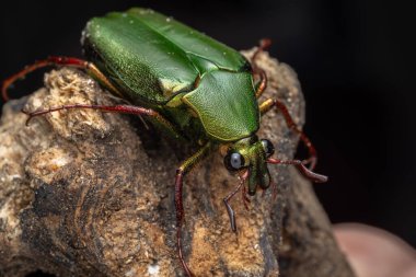 Cetoniinae alt familyasına ait çiçek tırmık böceğinin Marco görüntüsü. Bu alt familyanın bazı türleri meyve ve çiçek toplayıcıları, çiçek böcekleri veya çiçek böcekleri olarak da bilinir.