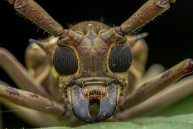 Sabah, Borneo 'nun güzel Longhorn Beetle' ının aşırı makro görüntüsü
