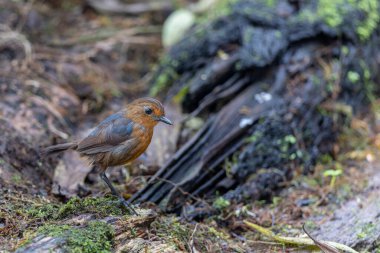 Doğa Bornean Shortwing (Brachypteryx erythrogyna) kuşu Sabah, Borneo 'da kaçırıldı