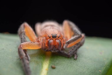 Marco, Hunstman Spider 'ın yeşil üzerindeki görüntüsü Sabah, Borneo' da Yapraklar