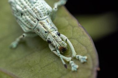 Sabah, Borneo 'da yeşil yapraklar üzerinde böcek buğday bitinin (Curculionidae) doğal vahşi yaşam makrosu resmi