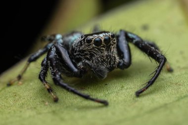 Marco Görüntü Metalik Mavi Atlayan Sabah Örümceği, Borneo