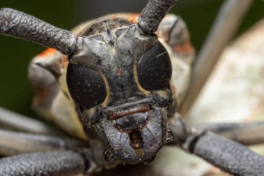 Sabah, Borneo 'nun güzel Longhorn Beetle' ının aşırı makro görüntüsü