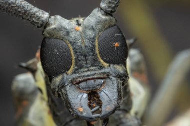 Sabah, Borneo 'nun güzel Longhorn Beetle' ının aşırı makro görüntüsü