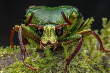 Cetoniinae alt familyasına ait çiçek tırmık böceğinin Marco görüntüsü. Bu alt familyanın bazı türleri meyve ve çiçek toplayıcıları, çiçek böcekleri veya çiçek böcekleri olarak da bilinir.