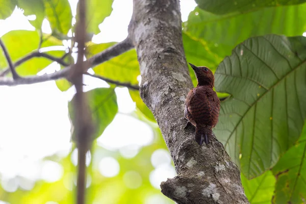 Rufous Woodpecker 'ın doğal hayatı ağaç dalına tünemiş.