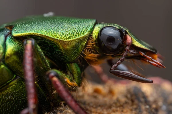 Cetoniinae alt familyasına ait çiçek tırmık böceğinin Marco görüntüsü. Bu alt familyanın bazı türleri meyve ve çiçek toplayıcıları, çiçek böcekleri veya çiçek böcekleri olarak da bilinir.