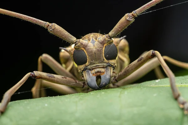 Sabah, Borneo 'nun güzel Longhorn Beetle' ının aşırı makro görüntüsü