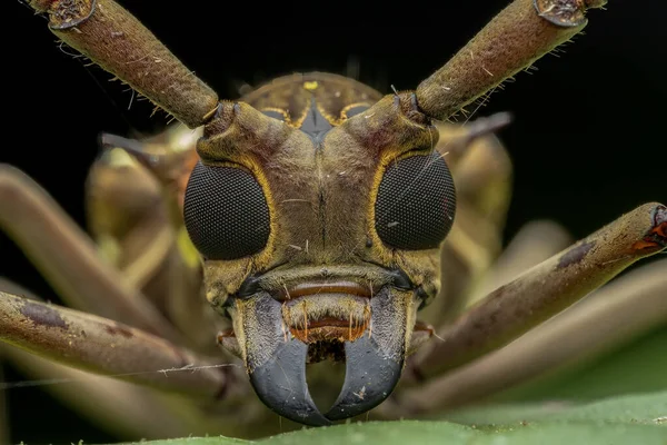 Sabah, Borneo 'nun güzel Longhorn Beetle' ının aşırı makro görüntüsü