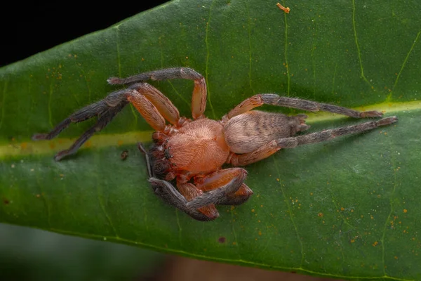 Marco, Hunstman Spider 'ın yeşil üzerindeki görüntüsü Sabah, Borneo' da Yapraklar