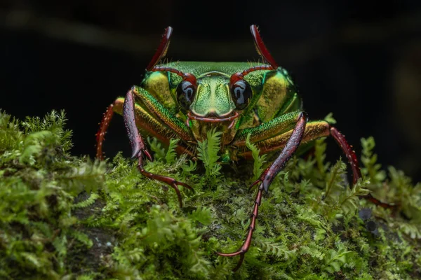 Cetoniinae alt familyasına ait çiçek tırmık böceğinin Marco görüntüsü. Bu alt familyanın bazı türleri meyve ve çiçek toplayıcıları, çiçek böcekleri veya çiçek böcekleri olarak da bilinir.