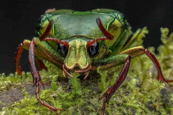 Cetoniinae alt familyasına ait çiçek tırmık böceğinin Marco görüntüsü. Bu alt familyanın bazı türleri meyve ve çiçek toplayıcıları, çiçek böcekleri veya çiçek böcekleri olarak da bilinir.
