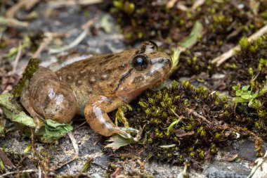 Kuhl 'un Deresi Kurbağasının Makro görüntüsü