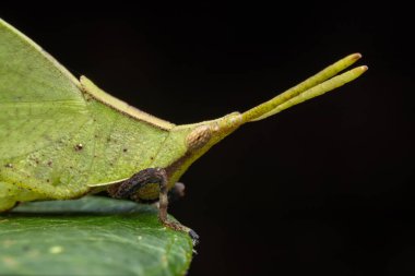 Marco Yaprak Taklit Çekirgesinin Resmi