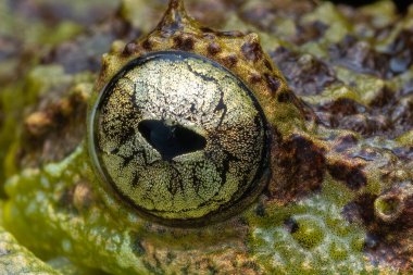 Borneo 'lu Yosun Kurbağası' nın yeşil yaprağın üzerinde duran güzel doğa görüntüsü.