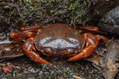 Kinabalu Park, Kundasang, Sabah, Malezya 'da taze su yengecinin doğal görüntüsü