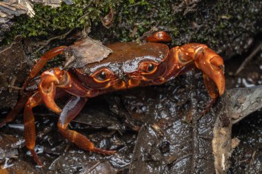 Kinabalu Park, Kundasang, Sabah, Malezya 'da taze su yengecinin doğal görüntüsü