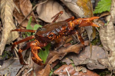 Kinabalu Park, Kundasang, Sabah, Malezya 'da taze su yengecinin doğal görüntüsü