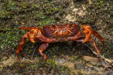 Kinabalu Park, Kundasang, Sabah, Malezya 'da taze su yengecinin doğal görüntüsü
