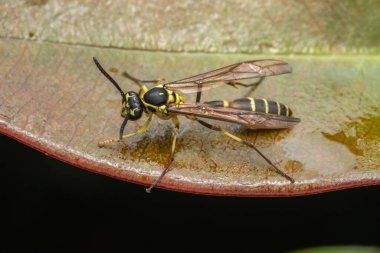 Eşek arısının doğal Makro görüntüsü
