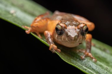Bir bulut çalısı kurbağasının doğal yağmur ormanı ortamında yakın plan görüntüsü..