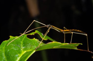 Sabah, Borneo Çubuk Böceği 'nin doğa sahnesi makro görüntüsü