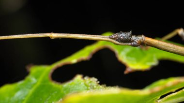 Sabah, Borneo Çubuk Böceği 'nin doğa sahnesi makro görüntüsü