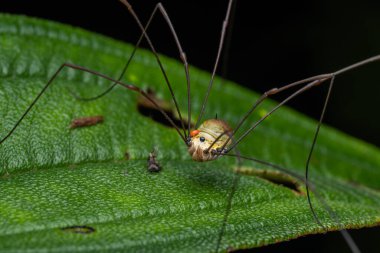 Uzun bacaklı örümceğin makro görüntüsü