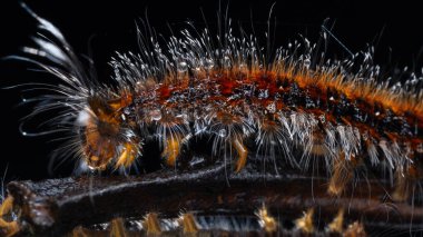Marco Image of Beautiful Caterpillar of Sabah, Borneo.
