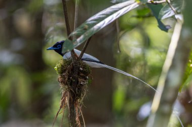 Asya Cennet Sinekkapanı (Terpsifon paradisi), uzun beyaz kuyruk tüyleri ve canlı mavi göz halkası göstererek, tropikal ormandaki yuvasına bakar..