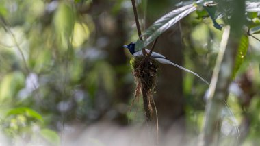 Asya Cennet Sinekkapanı (Terpsifon paradisi), uzun beyaz kuyruk tüyleri ve canlı mavi göz halkası göstererek, tropikal ormandaki yuvasına bakar..